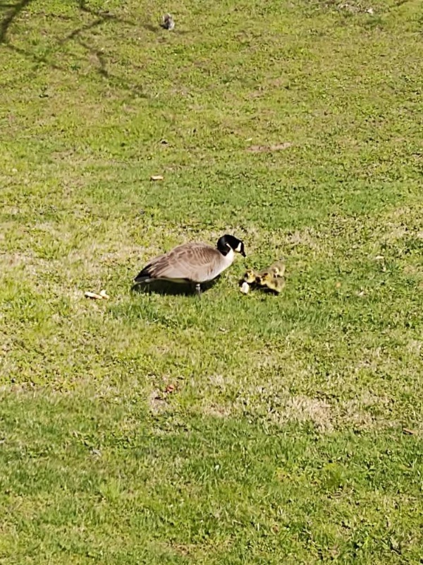 Quality Inn image 30