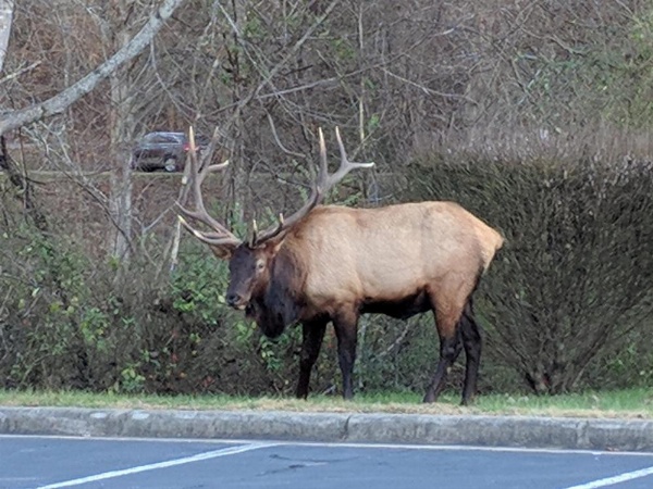 Quality Inn image 43